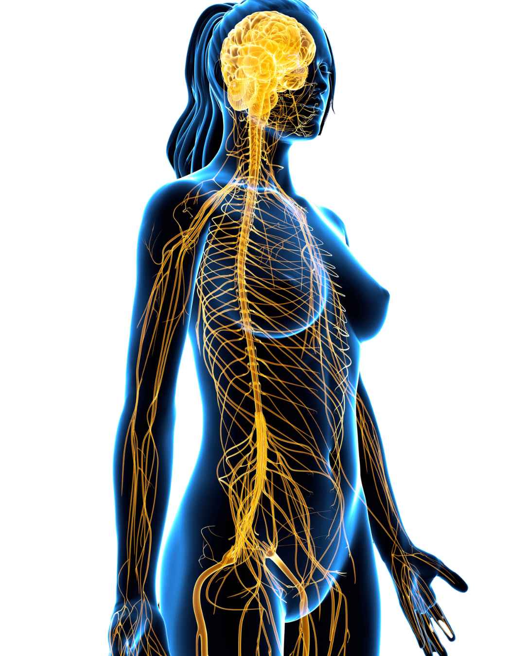 sistema linfatico Illustrazione del sistema linfatico umano utilizzata per spiegare il drenaggio linfatico e i benefici della pressoterapia